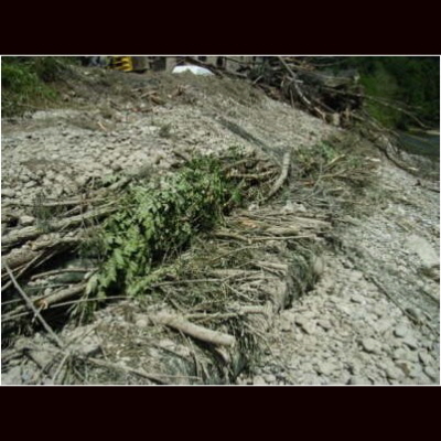 Bild 3 von 13 der Uferverbauung Die Weidenbündel werden bald Wurzeln schlagen und dadurch eine naturnahe Uferbefestigung bilden